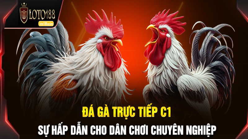 Đá gà trực tiếp c1 tại Loto188