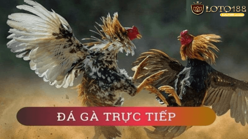 Đá gà trực tiếp Campuchia tại Loto188