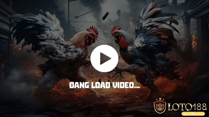 Đá gà thomo trực tiếp loto188