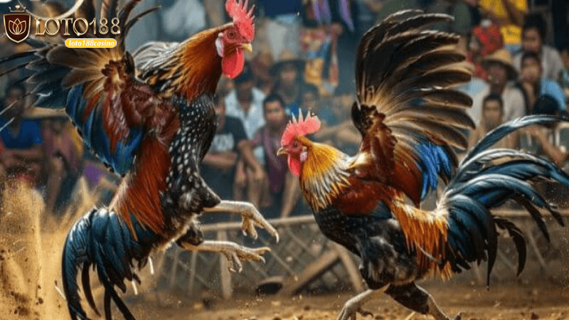 Những lợi ích khi tham gia đá gà thomo trực tiếp loto188